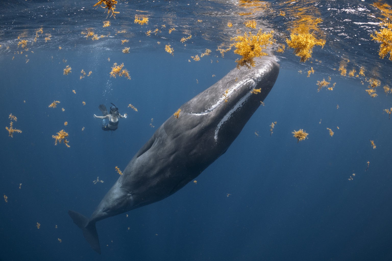 O registro de uma cachalote fêmea, uma das maiores predadoras dentadas,  foi o que deixou Woods em primeiro colocado (Foto: Steve Wood --  Prêmio Ocean Photographer of the Year )