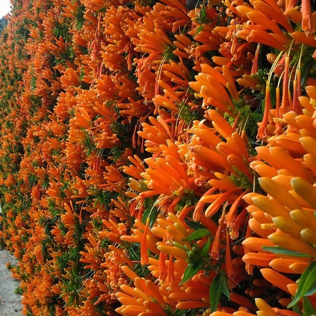8 flores nativas para você ter no seu jardim (Foto: Getty Images)