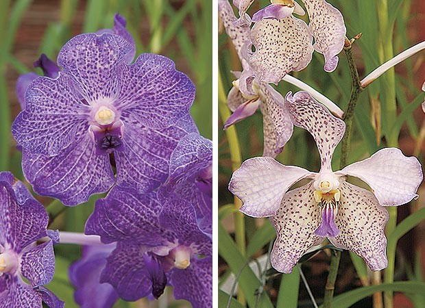 Vanda híbrida lilás e Vanda híbrida branca e lilás (Foto: Evelyn Müller)