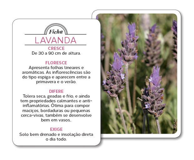 Seleção natural; lavanda; (Foto: Reprodução)