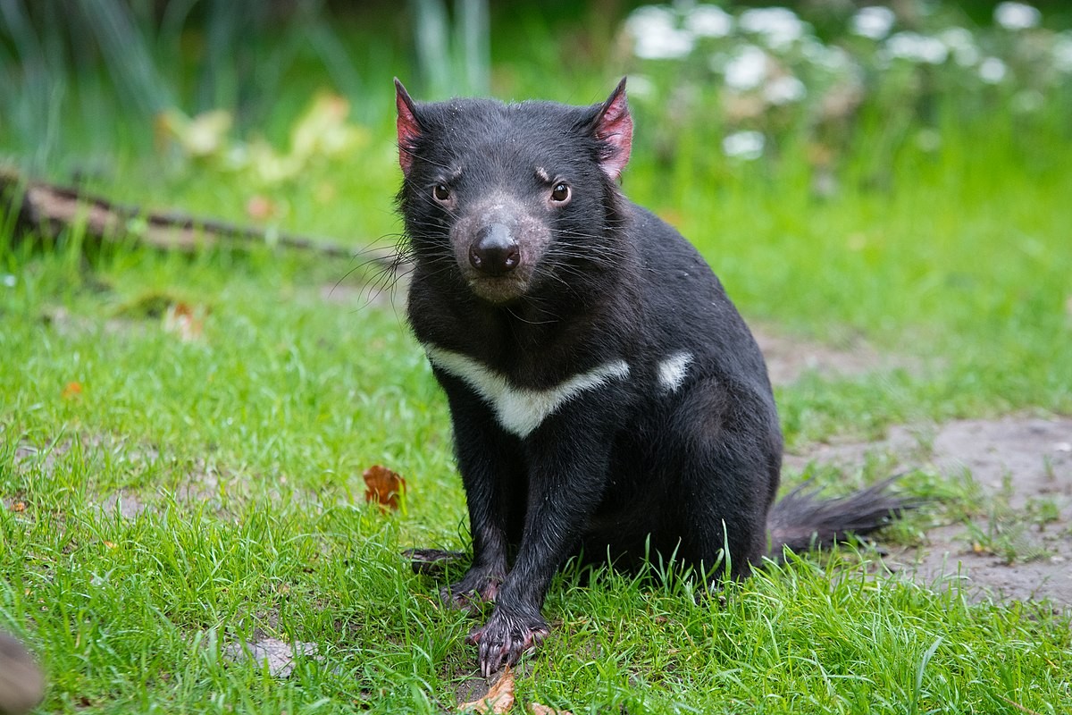 Primeiros diabos-da-tasmânia nascidos na natureza da Austrália em 3 mil anos (Foto: Mathias Appel/Wikimedia Commons)