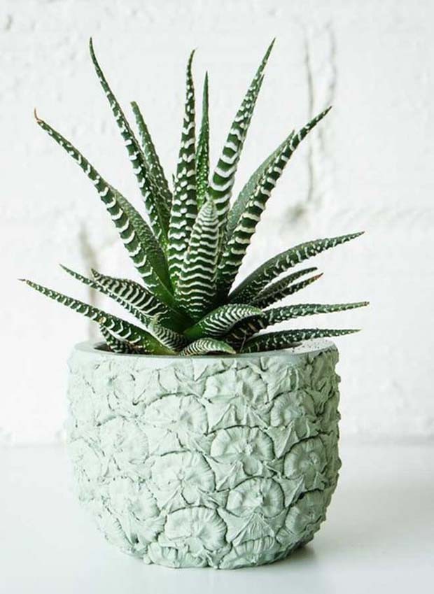 Haworthia Fasciata (Foto: Pinterest/Reprodução)