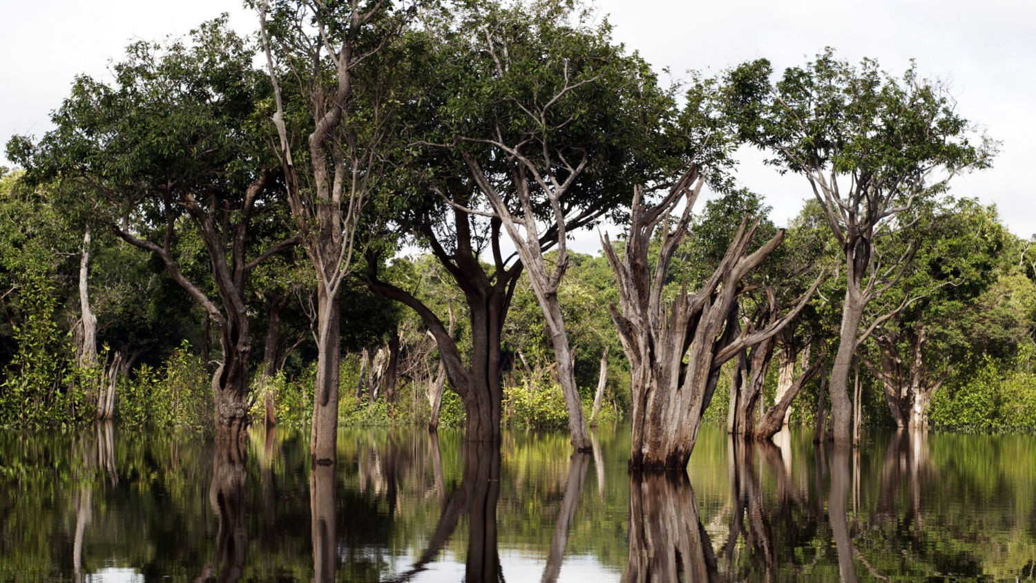 Uma floresta pantanosa em Tupana, Brasil.  (Foto: AMAURI AGUIAR / FLICKR)