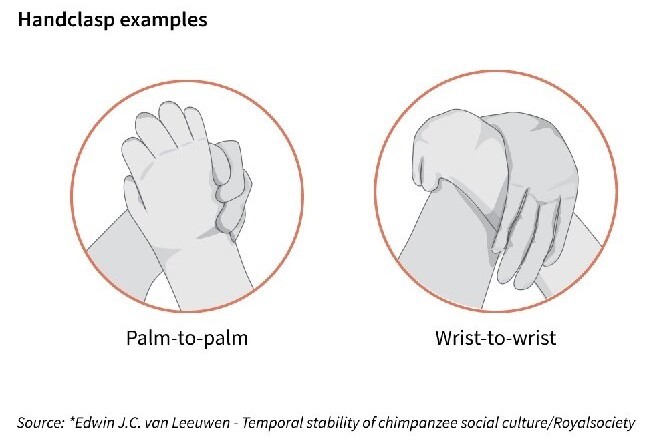 Exemplos de aperto de mão observados entre chimpanzés: palma com palma e pulso com pulso (Foto: Edwin van Leeuwen)