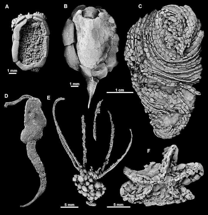 Representantes de equinodermos cambrianos com esqueleto de calcita mineralizado. (Foto: Samuel Zamora, CC BY-ND)