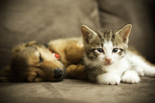 Dicas para quem vai adotar um pet (Foto: Getty Images)