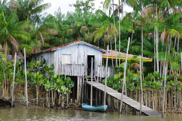 7 organizações que ajudam a proteger a Amazônia (Foto: Getty Images)