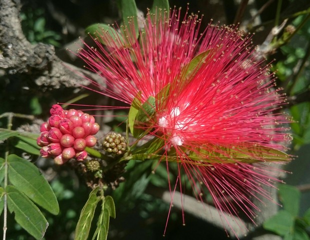 8 flores nativas para você ter no seu jardim (Foto: Getty Images/EyeEm)