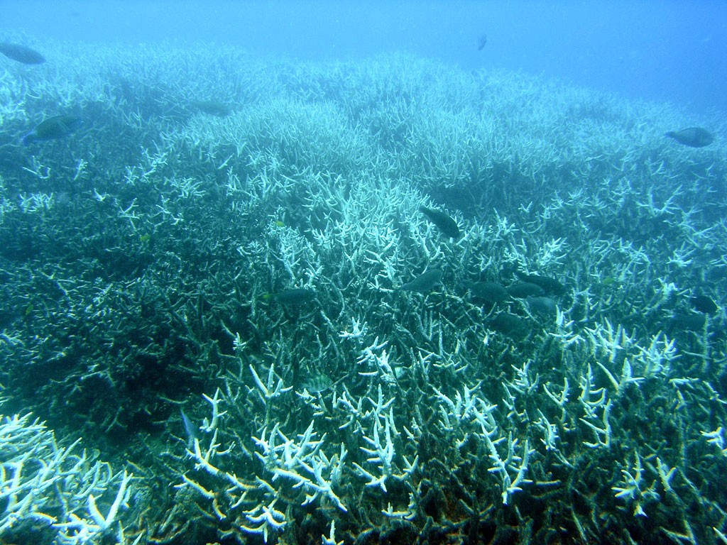 Corais que passam pelo processo de branqueamento ficam com aspecto doente – fenômeno é  estimulado pelo protetor solar  (Foto: Wikimedia Commons)