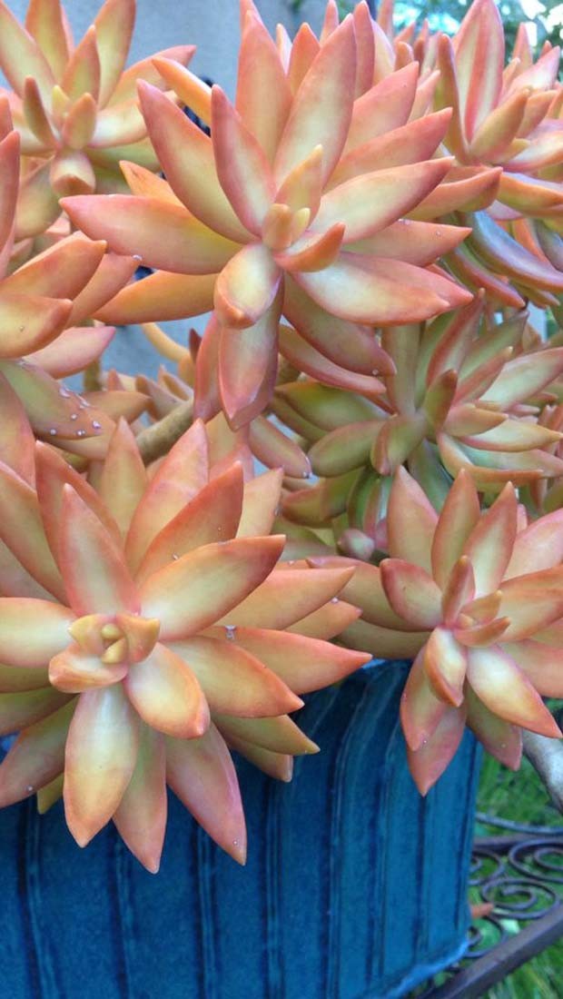 Sedum adolphii: essa espécie necessita de horas de sol direto para ficar com a pontas avermelhadas (Foto: Pinterest/Reprodução)