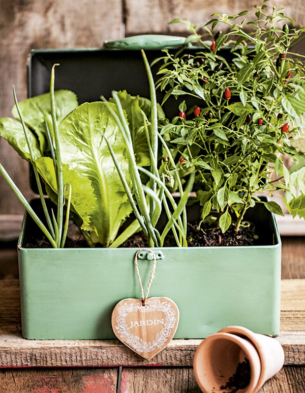 Plantas no vaso precisam de adubo. Há várias opções de fertilizantes naturais e orgânicos no mercado. Aqui, quem faz o papel de vaso é a maleta Ideia Única, comum coração Villa Pano (Foto: Elisa Correa/Editora Globo)