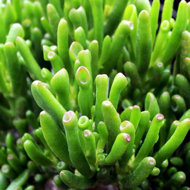 Crassula Ovata Gollum é conhecida popularmente como planta de jade (Foto: Pinterest/Reprodução)