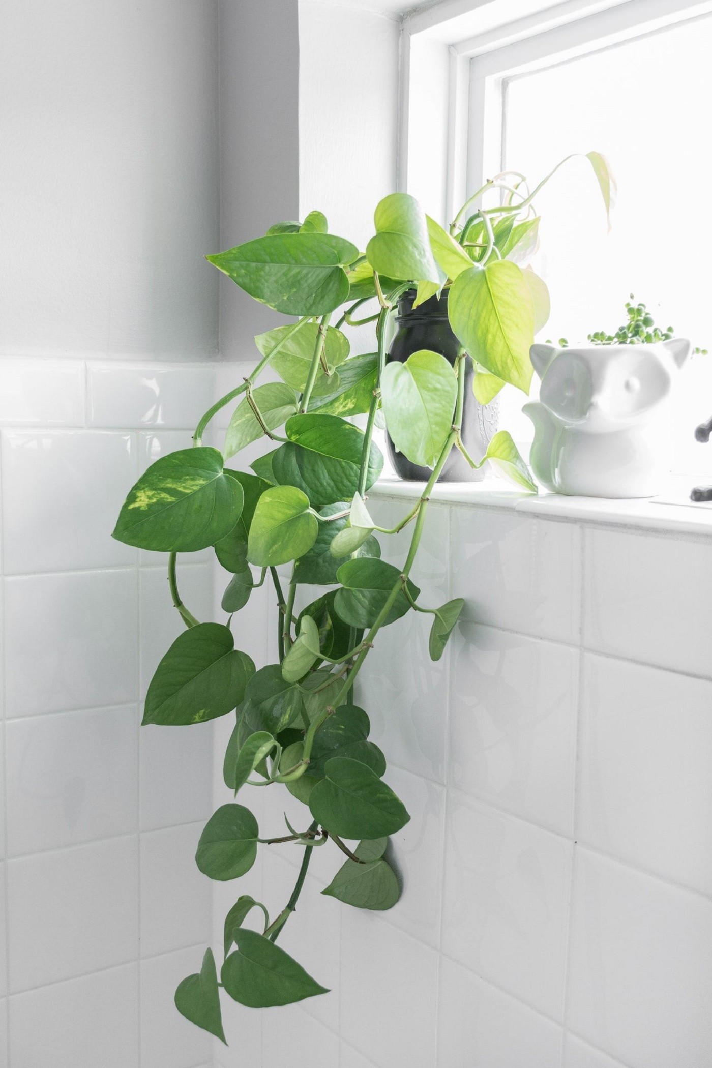 Jiboia: resistente e fácil de cuidar, ela é a planta da vez na decoração (Foto: Reprodução/ Pinterest)