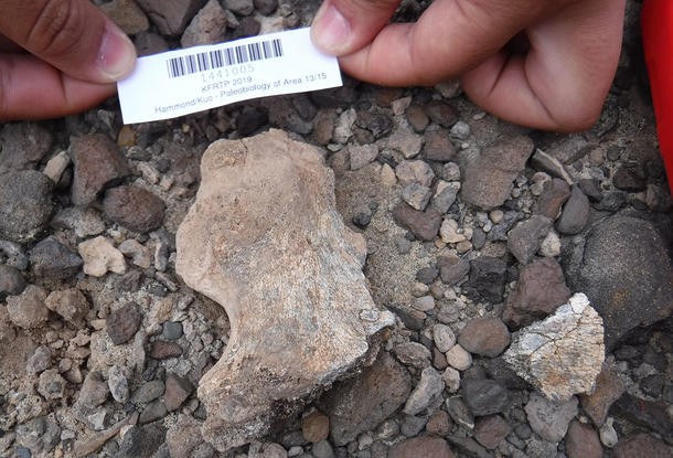 Fragmento da pelve de um dos dois novos espécimes de hominídeo encontrados no sítio de Turkana Oriental, no Quênia (Foto: A. Hammond/AMNH)