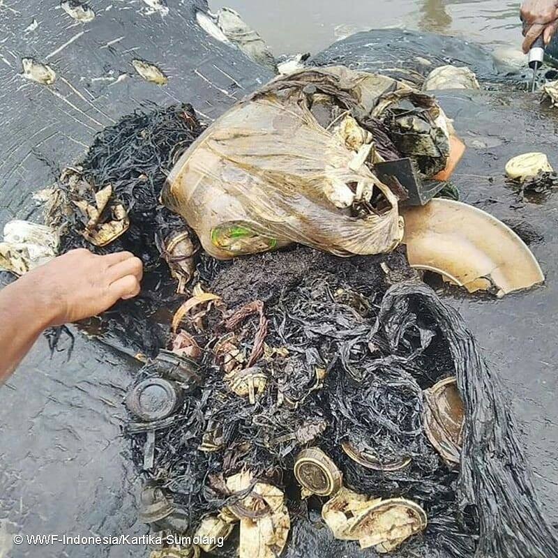 Copos, sacolas, chinelos e centenas de outros itens plásticos foram engolidos pelo cachalote (Foto: WWF-Indonesia/Kartika Sumolang)