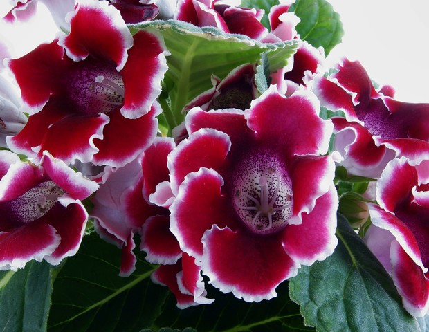 purple flowers of Gloxinia potted-plant (Foto: Getty Images/iStockphoto)