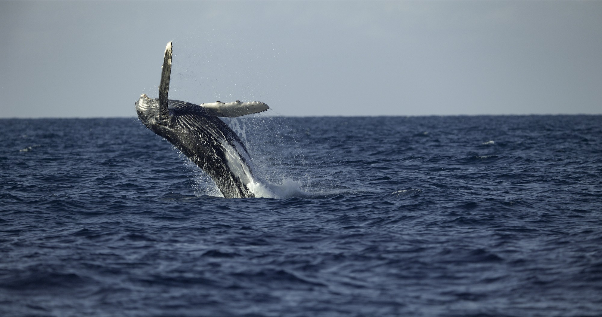 Ainda que pareça diversão, cientistas acreditam que as jubartes saltam da água para se comunicar com outras baleias (Foto: Hayes Baxley/NatGeo para Disney+)