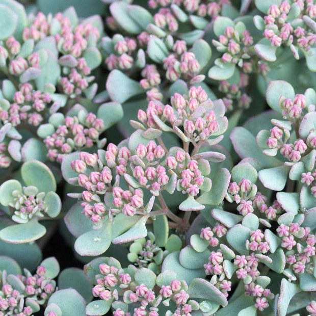 Nome científico: Sedum cauticola. Essa espécie, nativa do Japão, floresce em algumas épocas do ano (Foto: Pinterest/Reprodução)