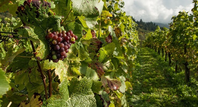 Cacho de uva em uma vinha de Portugal