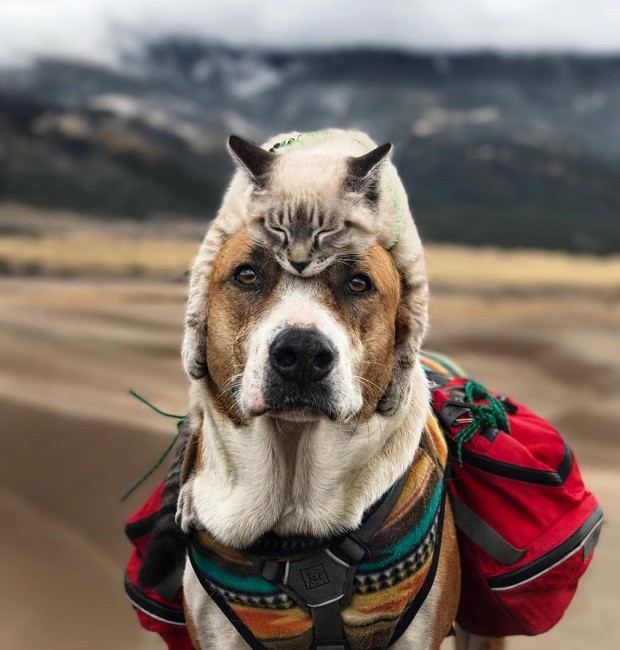 Harry-Baloo-cachorro-gato-amigos-viajantes-colorado (Foto: Reprodução / Instagram)