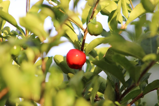 Frutíferas em vasos: 20 espécies para cultivar em casa (Foto: Getty Images)