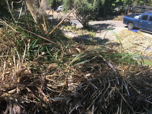 Photo of Haul U Need Yard Services - Berkeley, CA, US. Pompous grass coming off the hill on its way to the dump for Recycle
