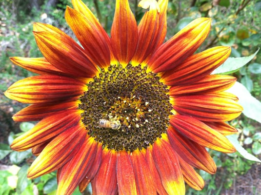 Photo of Humble Bee Removal - La Honda, CA, US.