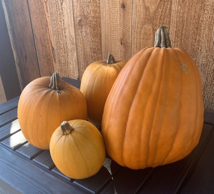 Photo of D A C Landscape S F - San Francisco, CA, US. Pumpkin harvest