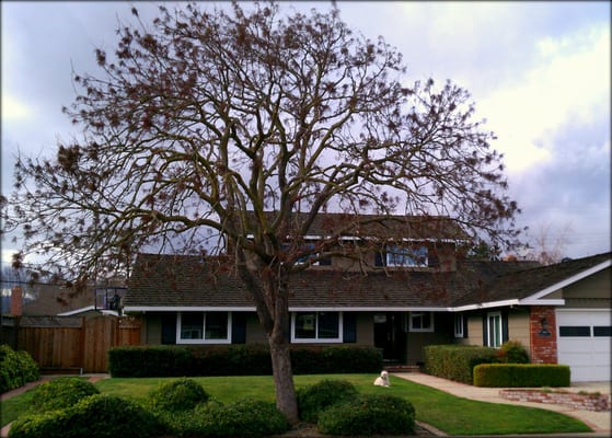 Photo of EC Tree Service - Redwood City, CA, US. Chinese Pistachio is very happy after a much needed trim.