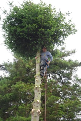 Photo of Cabrera Tree Care - San Francisco, CA, US. Carlos at the top of the pine