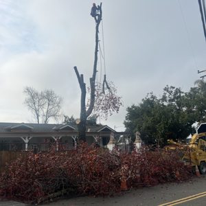 Castillo Tree Service on Yelp