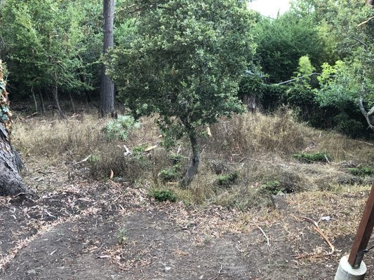 Photo of Yardwork Landscaping - Mill Valley, CA, US. BEFORE