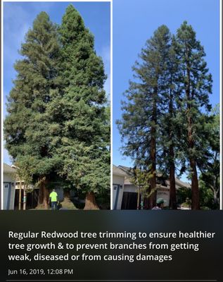 Photo of Cal-Line Tree Care - San Mateo - San Mateo, CA, US.