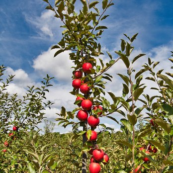 Eastmont Orchards