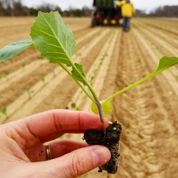 Golden Earthworm Organic Farm