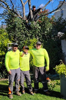 Photo of Arborist Now - San Francisco, CA, US.