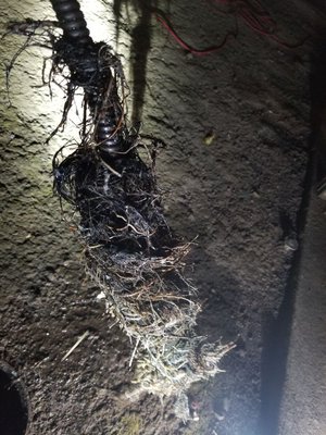 Photo of #1 Honest Plumber - Sunnyvale, CA, US. Nite work large root intrusion