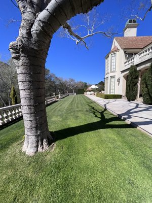 Photo of Willow Glen Gardening - San Jose, CA, US. Grass mowing