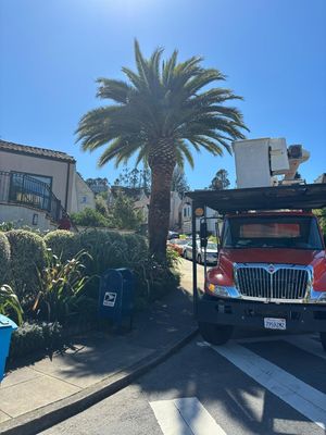 Photo of Madriz Tree service - Richmond, CA, US. Palm in San Francisco