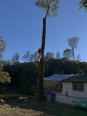 Photo of Urban Tree Care - Vallejo, CA, US. Tree coming down for safety of homeowners