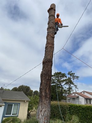 Photo of Guzman Landscaping - Richmond, CA, US. Three Service