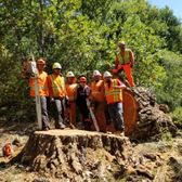 After removing a large cottonwood tree