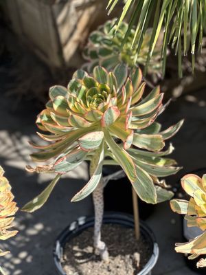 Photo of Flora Grubb Gardens - San Francisco, CA, US. $40!! Sunburst.