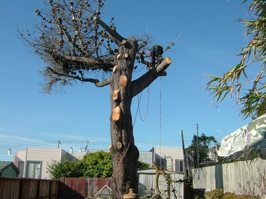 Photo of Cabrera Tree Care - San Francisco, CA, US. Lowering a branch to the ground