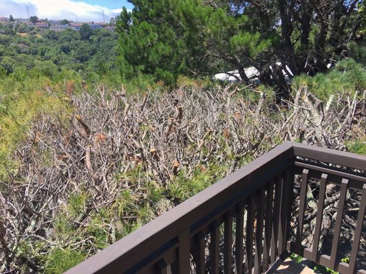 Photo of Precision Tree Care - Pacifica, CA, US. Precision Tree Care cut off all the green from our pine's top. The tree is now dying.