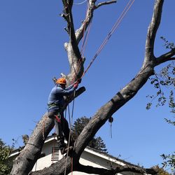 Hernandez Tree and Garden Service