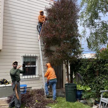 Elias and crew pruning back the Dodonaea tree.