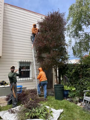 Photo of Evergreen Tree & Gardening Service - San Francisco, CA, US. Elias and crew pruning back the Dodonaea tree.