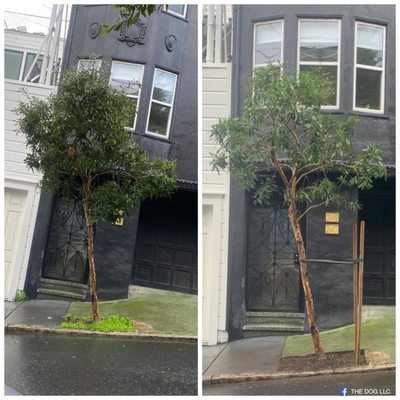 Photo of The Dog Professional Tree Service - San Francisco, CA, US.