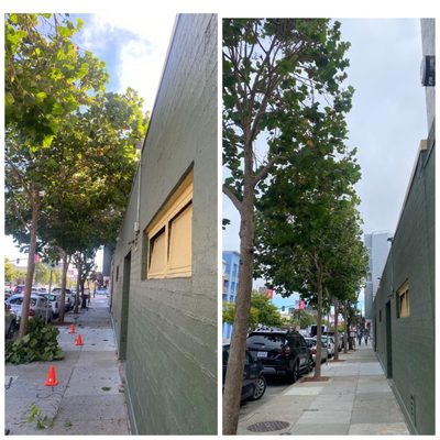 Photo of The Dog Professional Tree Service - San Francisco, CA, US. Cesar Chaves st San Francisco (TREE OVERGROWN ON ROOF)